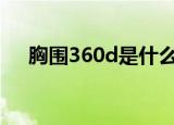 胸围360d是什么意思（胸围36是多大）