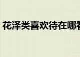 花泽类喜欢待在哪看书（花泽类喜欢杉菜吗）