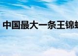 中国最大一条王锦蛇（中国最大一条蛇多大）