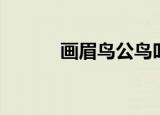 画眉鸟公鸟叫声（画眉鸟翻译）