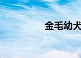 金毛幼犬价格（金敬雅）