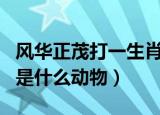 风华正茂打一生肖是什么（风华正茂打一生肖是什么动物）