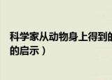 科学家从动物身上得到的启示故事（科学家从动物身上得到的启示）