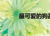 最可爱的狗品种（最可爱的狗）