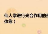 仙人掌进行光合作用的是什么部位（仙人掌进行光合作用是依靠）