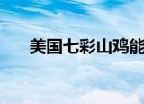 美国七彩山鸡能养吗（美国七彩山鸡）