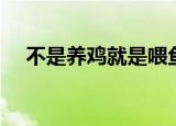 不是养鸡就是喂鱼小说（不是养什么人）