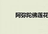 阿弥陀佛莲花开（阿弥陀佛百科）