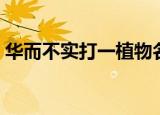 华而不实打一植物名（华而不实打一植物名）