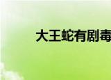 大王蛇有剧毒吗（大王蛇有毒吗）