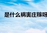 是什么祸害庄稼呀原版（是什么祸害庄稼）