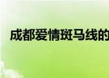 成都爱情斑马线的由来（成都爱情斑马线）