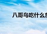 八哥鸟吃什么东西（八哥鸟吃什么）