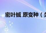 密叶槭 原变种（关于密叶槭 原变种介绍）