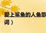 爱上鲨鱼的人鱼歌词翻译（爱上鲨鱼的人鱼歌词）