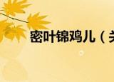 密叶锦鸡儿（关于密叶锦鸡儿介绍）