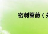 密刺蔷薇（关于密刺蔷薇介绍）