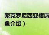 密克罗尼西亚褶唇鱼（关于密克罗尼西亚褶唇鱼介绍）