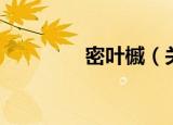 密叶槭（关于密叶槭介绍）
