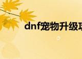 dnf宠物升级攻略（dnf宠物升级）