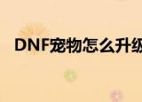 DNF宠物怎么升级快（dnf宠物怎么升级）