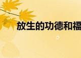 放生的功德和福报美句（放生的功德）