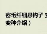 密毛纤细悬钩子 变种（关于密毛纤细悬钩子 变种介绍）