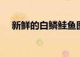 新鲜的白鳞鲑鱼图纸（新鲜的白鳞鲑鱼）