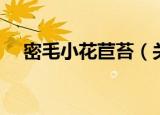 密毛小花苣苔（关于密毛小花苣苔介绍）