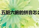 五脏六腑的拼音怎么拼读（五脏六腑的拼音）