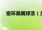 密环菌属球茎（关于密环菌属球茎介绍）