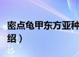 密点龟甲东方亚种（关于密点龟甲东方亚种介绍）
