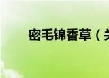 密毛锦香草（关于密毛锦香草介绍）