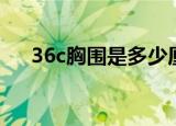 36c胸围是多少厘米（36c胸围是多少）