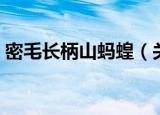 密毛长柄山蚂蝗（关于密毛长柄山蚂蝗介绍）