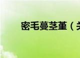 密毛蔓茎堇（关于密毛蔓茎堇介绍）