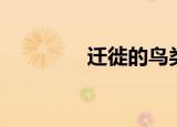 迁徙的鸟类（迁徙的读音）