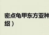 密点龟甲东方亚种（关于密点龟甲东方亚种介绍）