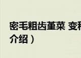 密毛粗齿堇菜 变种（关于密毛粗齿堇菜 变种介绍）