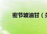 密节坡油甘（关于密节坡油甘介绍）