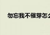 勿忘我不催芽怎么种（勿忘我不能存档）