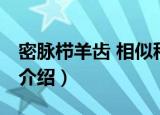 密脉栉羊齿 相似种（关于密脉栉羊齿 相似种介绍）