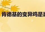 肯德基的变异鸡是真的吗（肯德基的变异鸡）