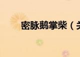 密脉鹅掌柴（关于密脉鹅掌柴介绍）