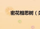 密花相思树（关于密花相思树介绍）