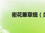 密花薹草组（关于密花薹草组介绍）