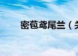 密苞鸢尾兰（关于密苞鸢尾兰介绍）