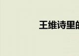 王维诗里的红豆（王维拉）