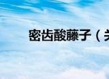 密齿酸藤子（关于密齿酸藤子介绍）