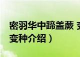 密羽华中蹄盖蕨 变种（关于密羽华中蹄盖蕨 变种介绍）